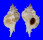 MURICIDAE SIRATUS EVELYNAE shell