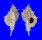 MURICIDAE SIRATUS EVELYNAE shell