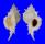 MURICIDAE SIRATUS EVELYNAE shell
