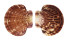 PECTINIDAE ANNACHLAMYS STRIATULA shell