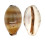 CYPRAEIDAE LYNCINA LYNX shell