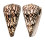 CONIDAE CONUS BANDANUS shell