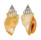 STROMBIDAE CANARIUM RADIANS shell