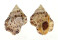 BURSIDAE BUFONARIA THERSITES shell