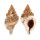 RANELLIDAE CYMATIUM MURICINUM shell