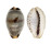CYPRAEIDAE CYPRAEA OWENI VASTA shell