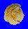 CHAMIDAE CHAMA BRASSICA shell