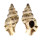 MURICIDAE NAQUETIA CONFUSA shell