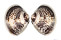 VENERIDAE MERETRIX PETECHIALIS shell