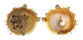 XENOPHORIDAE STELLARIA CHINENSIS shell