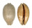 CYPRAEIDAE MAURITIA EGLANTINA shell