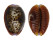 CYPRAEIDAE EROSARIA HELVOLA HELVOLA shell