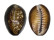 CYPRAEIDAE CYPRAEA CAPUTSERPENTIS shell