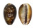 CYPRAEIDAE CYPRAEA CAPUTSERPENTIS shell