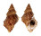 BURSIDAE BURSA FIJIENSIS shell