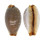 CYPRAEIDAE STAPHYLEA LIMACINA shell