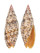 MITRIDAE MITRA PAPILIO shell