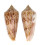 CONIDAE CONUS NEPTUNUS shell