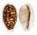 CYPRAEIDAE CYPRAEA CRIBRARIA shell