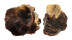 GRYPHAEIDAE PYCNODONTE TANIGUCHII shell