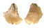 GRYPHAEIDAE PYCNODONTE TANIGUCHII shell