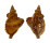 PERSONIDAE DISTORSIO KURZI shell