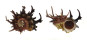 ANGARIIDAE ANGARIA POPPEI shell