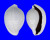 OVULIDAE OVULA OVUM shell