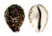 CYPRAEIDAE CYPRAEA TIGRIS shell