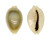 CYPRAEIDAE MONETARIA ANNULUS ROSTRATE shell