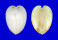 GLOSSIDAE MEIOCARDIA HAWAIANA shell