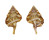 RANELLIDAE GYRINEUM LONGICAUDUM shell