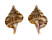 RANELLIDAE GYRINEUM LONGICAUDUM shell