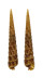 TEREBRIDAE CINGULOTEREBRA NEGLECTA shell