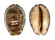 CYPRAEIDAE MAURITIA ARABICA GIBBA shell