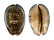 CYPRAEIDAE MAURITIA ARABICA GIBBA shell