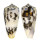 CONIDAE CONUS MAGUS shell