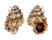 BURSIDAE BURSA LAMARCKI shell