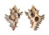 MURICIDAE CHICOREUS BRUNNEUS shell