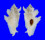MURICIDAE PTERYNOTUS PELLUCIDUS shell