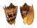 VOLUTIDAE CYMBIOLA IMPERIALIS shell