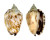 STROMBIDAE STROMBUS PIPUS shell