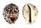 CYPRAEIDAE CYPRAEA TIGRIS shell