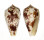 CONIDAE CONUS FISCHOEDERI shell