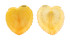 CARDIIDAE CORCULUM CARDISSA shell