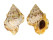 BURSIDAE BUFONARIA THERSITES shell