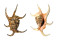 STROMBIDAE LAMBIS CHIRAGRA shell