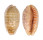 CYPRAEIDAE CYPRAEA CHINENSIS CHINENSIS shell