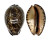 CYPRAEIDAE MAURITIA GRAYANA shell