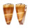 CONIDAE CONUS VITULINUS shell